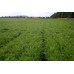 OHAKUNE CARROTS  2KG Bag